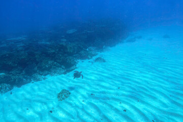 白い砂地をゆったりと泳ぐ大きく美しいアオウミガメ（ウミガメ科）。

東京都伊豆諸島式根島 - 2021年3月


Large, beautiful green sea turtles (Chelonia mydas) swim leisurely through coral reefs.
