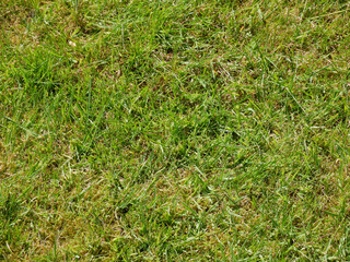 Green grass background, summer lawn, field close view