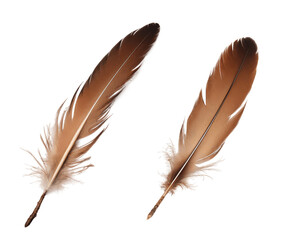 Obraz premium brown bird feather isolated on transparent background
