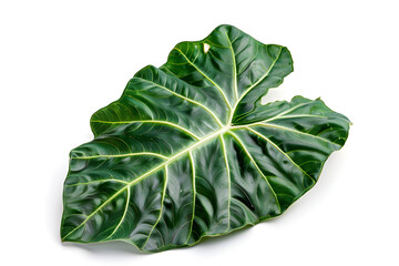 Obraz premium Alocasia Leaf, isolated on white background