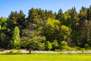 Fototapeta premium Grassy meadows and forest nature reserve of Mazowiecki Landscape Park in Stara Wies village near Warsaw in Mazovia region of Poland