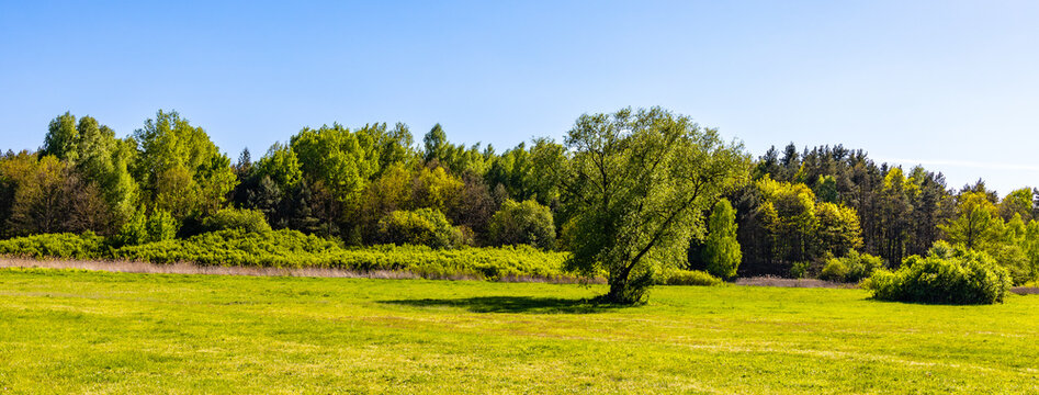 Grassy meadows and forest nature reserve of Mazowiecki Landscape Park in Stara Wies village near Warsaw in Mazovia region of Poland