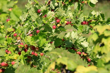 Ripe gooseberries in the garden on the bush during summer. Gooseberry harvest. blurred foliage background 