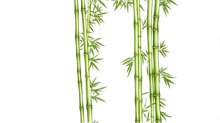 Obraz premium Line art of a bamboo stalk, symbolizing sustainability and renewable resources. Illustration. 1