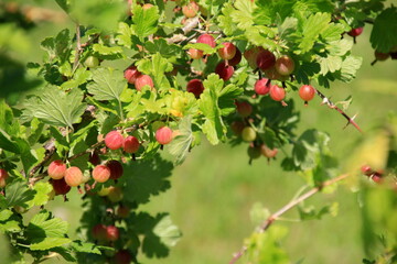 Ripe gooseberries in the garden on the bush during summer. Gooseberry harvest. blurred foliage background 