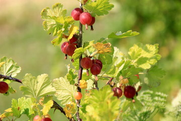 Ripe gooseberries in the garden on the bush during summer. Gooseberry harvest. blurred foliage background 