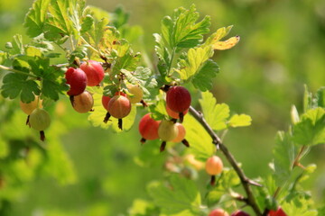 Ripe gooseberries in the garden on the bush during summer. Gooseberry harvest. blurred foliage background 