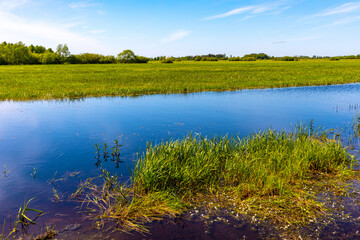Panoramic view of Biebrza river and Biebrzanski National Park grassy wetlands in Zajki village near Wizna town in Podlaskie region of Poland