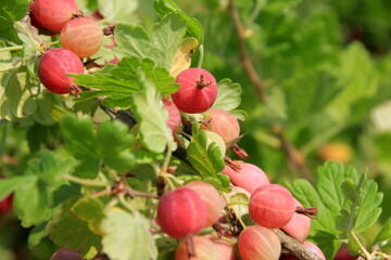 Ripe gooseberries in the garden on the bush during summer. Gooseberry harvest. blurred foliage background 