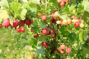Ripe gooseberries in the garden on the bush during summer. Gooseberry harvest. blurred foliage background 