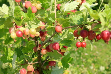 Ripe gooseberries in the garden on the bush during summer. Gooseberry harvest. blurred foliage background 