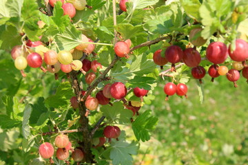 Ripe gooseberries in the garden on the bush during summer. Gooseberry harvest. blurred foliage background 