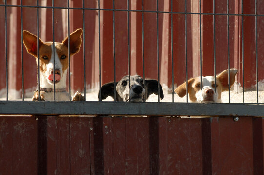 Perros de la protectora de animales
