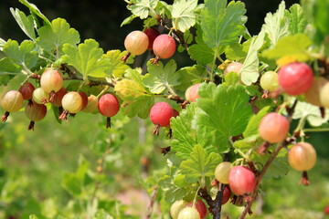Ripe gooseberries in the garden on the bush during summer. Gooseberry harvest. blurred foliage background 