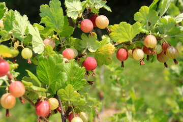 Ripe gooseberries in the garden on the bush during summer. Gooseberry harvest. blurred foliage background 