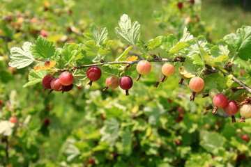 Ripe gooseberries in the garden on the bush during summer. Gooseberry harvest. blurred foliage background 