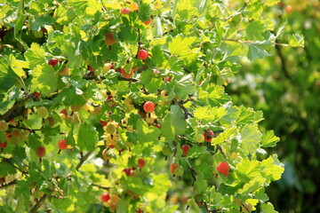 Ripe gooseberries in the garden on the bush during summer. Gooseberry harvest. blurred foliage background 