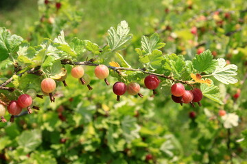 Ripe gooseberries in the garden on the bush during summer. Gooseberry harvest. blurred foliage background 