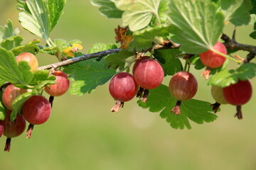 Ripe gooseberries in the garden on the bush during summer. Gooseberry harvest. blurred foliage background 