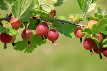 Ripe gooseberries in the garden on the bush during summer. Gooseberry harvest. blurred foliage background 