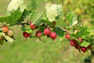Ripe gooseberries in the garden on the bush during summer. Gooseberry harvest. blurred foliage background 