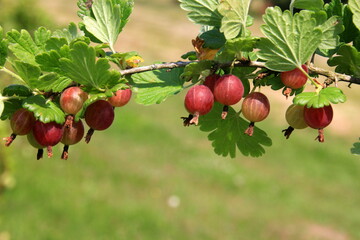 Ripe gooseberries in the garden on the bush during summer. Gooseberry harvest. blurred foliage background 