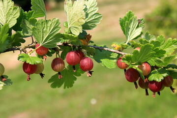 Ripe gooseberries in the garden on the bush during summer. Gooseberry harvest. blurred foliage background 