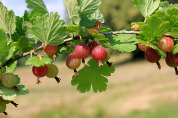 Ripe gooseberries in the garden on the bush during summer. Gooseberry harvest. blurred foliage background 