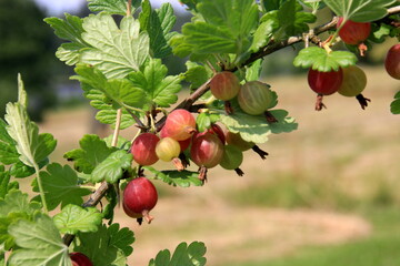 Ripe gooseberries in the garden on the bush during summer. Gooseberry harvest. blurred foliage background 