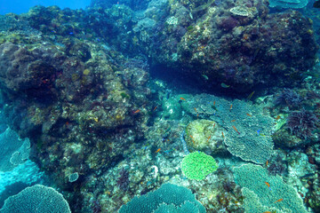 素晴らしいサンゴ礁のトラウツボ（ウツボ科）、キンギョハナダイ（ハナダイ亜科）、キホシスズメダイ（スズメダイ科）、ヒレナガハギ（ニザダイ科）他の群れ
東京都伊豆諸島式根島-2021年3月
Dragon Moray (Enchelycore pardalis)
Sailfin tang (Zebrasoma veliferum)
Sea Goldie (Pseudanthias squamipinni