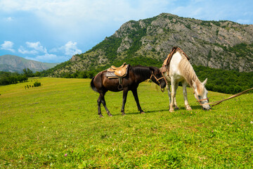 Obraz premium Brown and white horse on a pasture in mountaines green meadow fields Close-up wide angle lenses shot