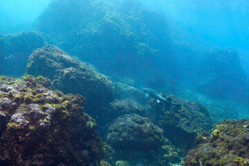 大きな美しいドチザメ（ドチザメ科）。

東京都伊豆諸島式根島 - 2021年3月

The large and beautiful Banded Houndshark, Shark (Triakis scyllium.
