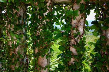Pillars covered with creeping figs. Concrete pillars entwined with green leaves of creeping figs.