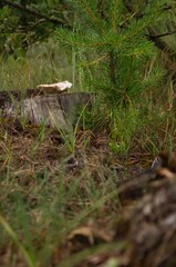Mushroom growing on a tree stump in a dense forest with pine saplings and lush green grass on a cloudy day