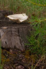 Close-up of a mushroom growing on a tree stump in a dense forest with lush greenery and pine saplings