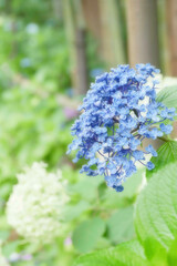 紫陽花