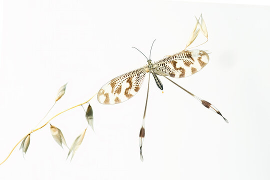 Nemoptera bipennis insect isolated on white background
