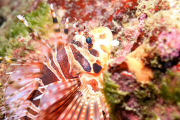 広げた羽根が美しいキリンミノ（フサカサゴ科）。

東京都伊豆諸島式根島 - 2021年3月

The Beautiful Zebra turkeyfish (Dendrochirus zebra) and others. 
