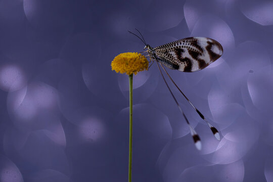 Nemoptera bipennis on a yellow flower against a blurred background