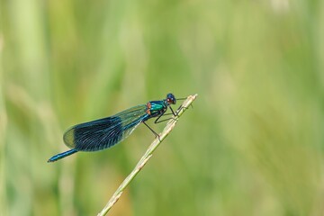 Geb&auml;nderte Prachtlibelle
