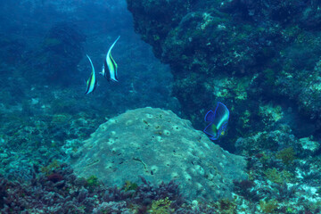 美しいテーブルサンゴとツノダシ（ツノダシ科）、サザナミヤッコ（キンチャクダイ科）、キンギョハナダイ（ハナダイ亜科）、キホシスズメダイ（スズメダイ科）他の群れ
東京都伊豆諸島式根島 - 2021年3月
Zebra angelfish (Pomacanthus semicirculatus)
Moorish Idol juvenile (Zanclus cornutus)
Sea Goldie 