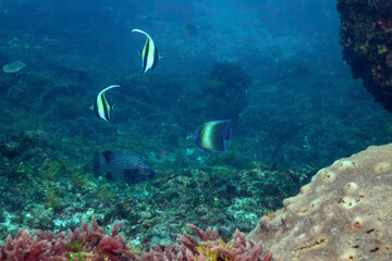 美しいテーブルサンゴとツノダシ（ツノダシ科）、サザナミヤッコ（キンチャクダイ科）、キンギョハナダイ（ハナダイ亜科）、キホシスズメダイ（スズメダイ科）他の群れ
東京都伊豆諸島式根島 - 2021年3月
Zebra angelfish (Pomacanthus semicirculatus)
Moorish Idol juvenile (Zanclus cornutus)
Sea Goldie 