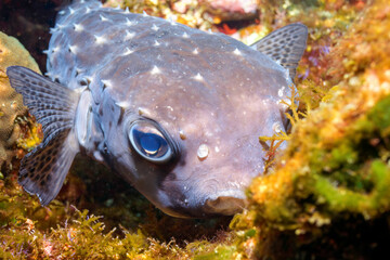 美しく大きなイシガキフグ（ハリセンボン科）。

東京都伊豆諸島式根島-2020年10月3日

英名、学名：Pacific Burrfish (Chilomycterus reticulatus).

