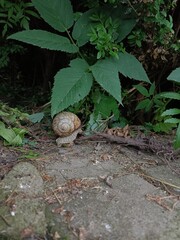 snail on a tree