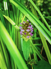 Fototapeta premium Field flower after rain. Nature of Leningrad region.