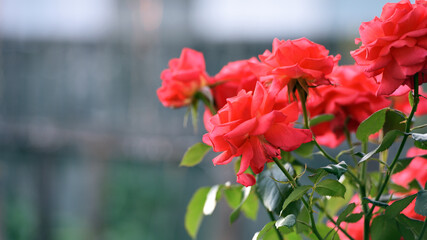 pink rose flower background. Red roses on a bush in the garden, close-up. bouquet of flowers. beauty of nature, delicate flowers, bouquet of roses as a gift. symbol of love. rose garden