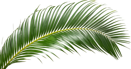 palm leaf isolated on white