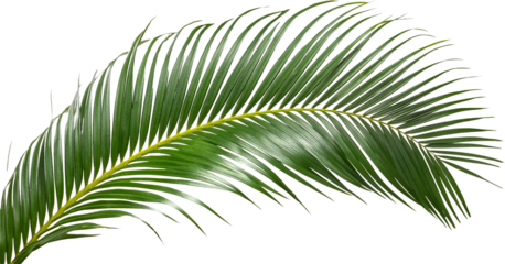 palm leaf isolated on white