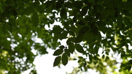 green leaves on a branch. A beautiful fresh green leaf. beautiful background, young leaves. nature in spring or summer. the concept of the freshness of a forest or park, beauty of nature, copy space