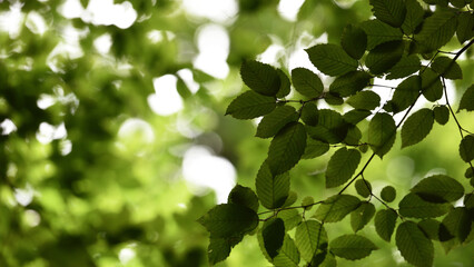 Obraz premium A beautiful fresh green leaf highlighted by the sun. beautiful green background, young leaves. nature in spring or summer. the concept of the freshness of a forest or park. beauty of nature copy space